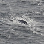 De dolfijn